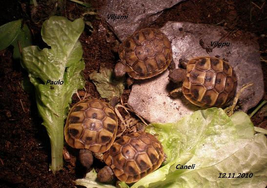 Krekisksköldpadda ungar