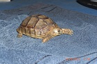 Sköldpaddan
