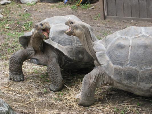 galapagossköldpaddor
