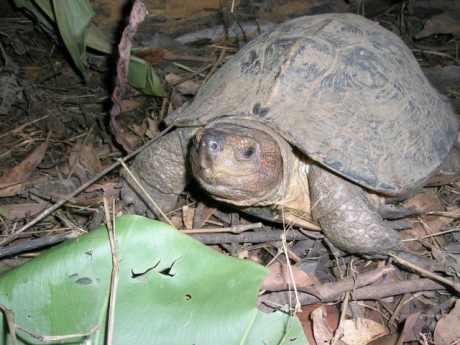 Heosemys grandis in Cuc Phuong turtle conservation center