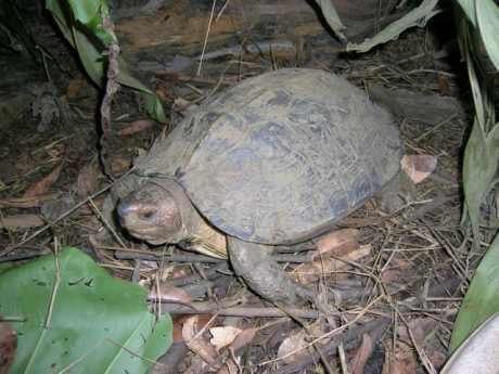 Heosemys grandis in Cuc Phuong turtle conservation center