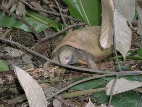 Indotestudo elongata under parningssäsong (Lila runt ögon)