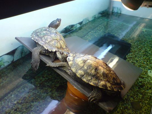 Mina sköldpaddor