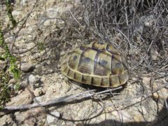 Testudo graeca Spanien