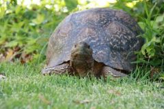 Stigmochelys pardalis Sydafrika