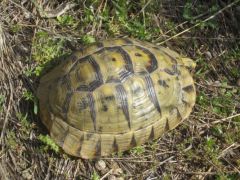 Testudo graeca Spanien