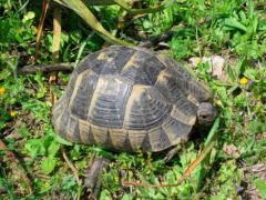 Testudo graeca ibera Turkiet