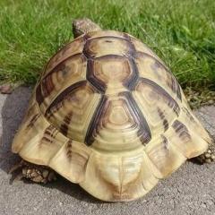 TurtleTeo